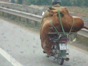 بقرة