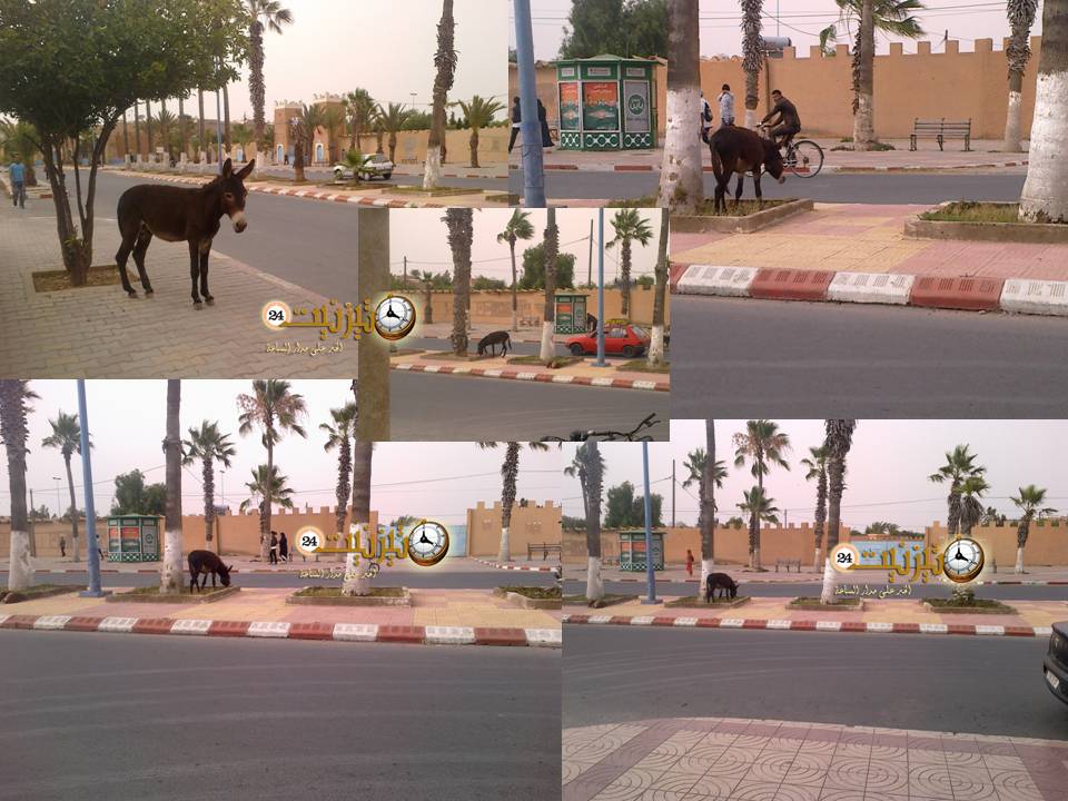الحمير السائبة