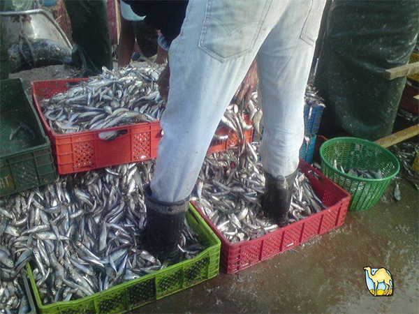 sardine