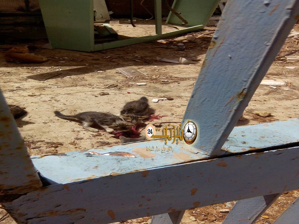 المشيمة 1