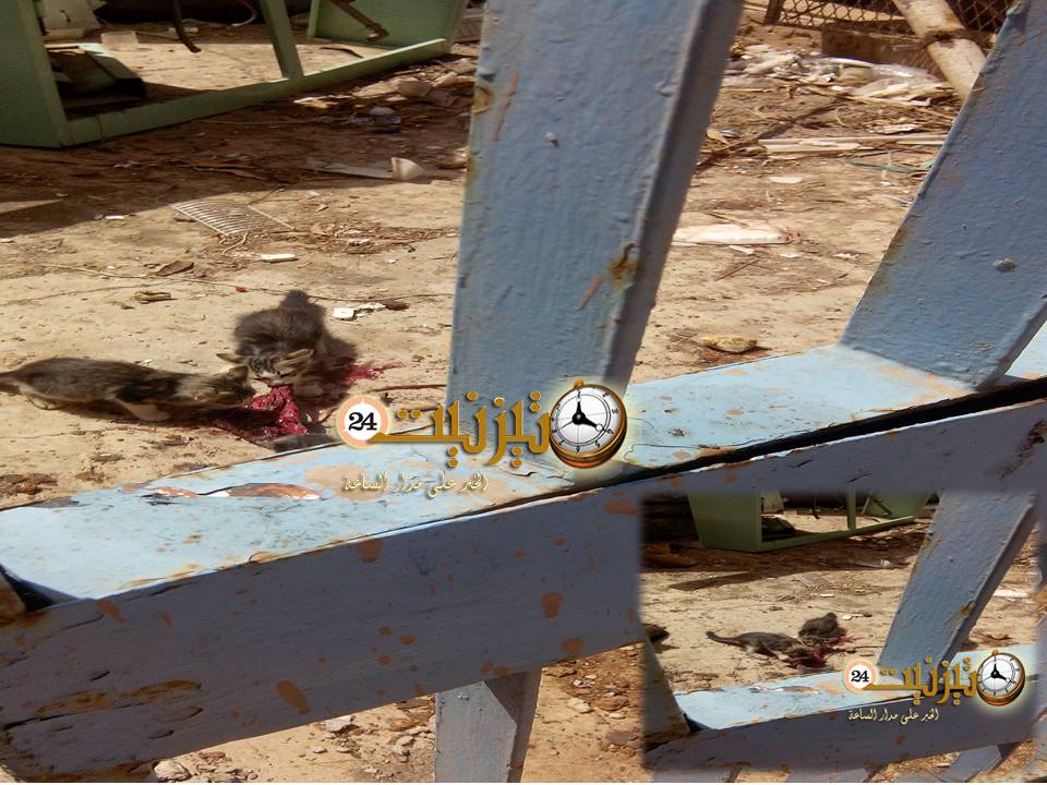 المشيمة 2