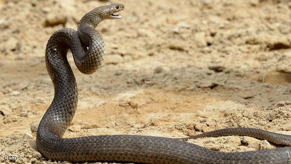 AUSTRALIA-ANIMAL-SNAKES